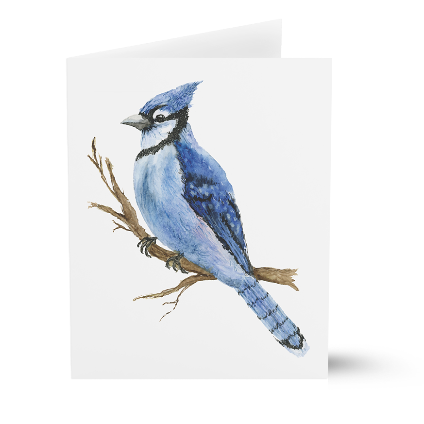 Blue Jay (Greeting Cards)