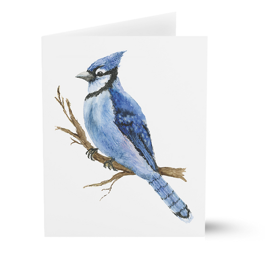 Blue Jay (Greeting Cards)